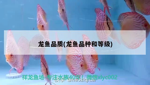 龙鱼品质(龙鱼品种和等级) 2024第28届中国国际宠物水族展览会CIPS（长城宠物展2024 CIPS）