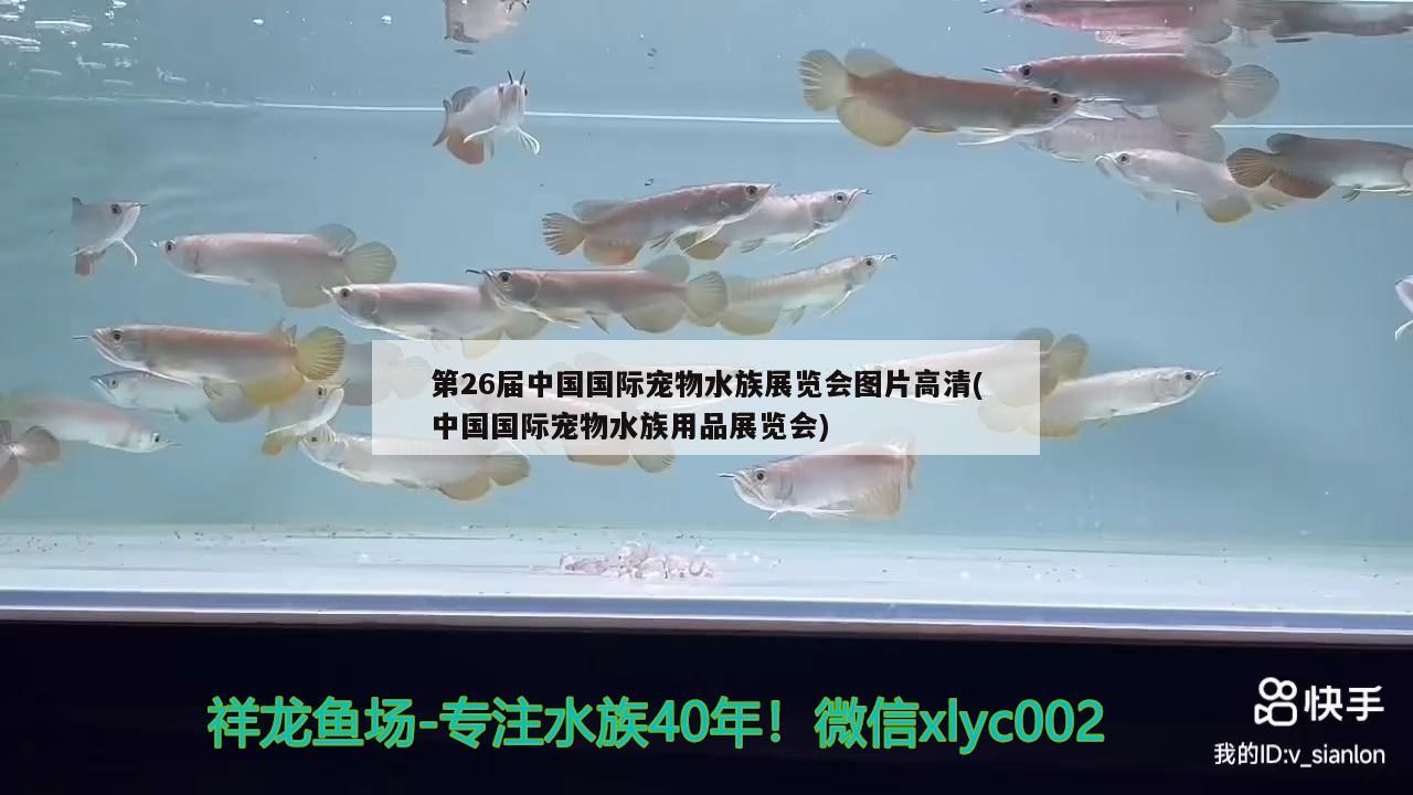 第26届中国国际宠物水族展览会图片高清(中国国际宠物水族用品展览会) 水族展会