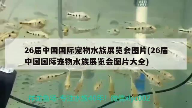 26届中国国际宠物水族展览会图片(26届中国国际宠物水族展览会图片大全) 水族展会