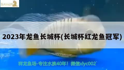 2023年龙鱼长城杯(长城杯红龙鱼冠军) 2024第28届中国国际宠物水族展览会CIPS（长城宠物展2024 CIPS）