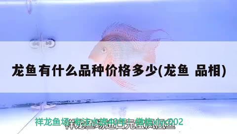 龙鱼有什么品种价格多少(龙鱼品相) 2024第28届中国国际宠物水族展览会CIPS（长城宠物展2024 CIPS）