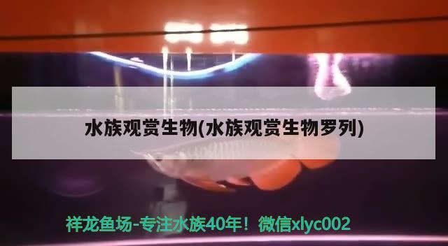 水族观赏生物(水族观赏生物罗列) 2024第28届中国国际宠物水族展览会CIPS（长城宠物展2024 CIPS）