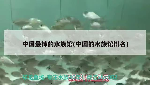 中国最棒的水族馆(中国的水族馆排名) 2024第28届中国国际宠物水族展览会CIPS（长城宠物展2024 CIPS）