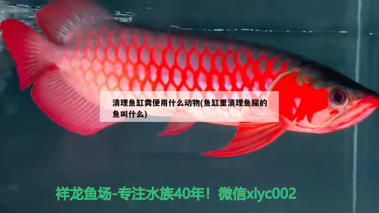 清理鱼缸粪便用什么动物(鱼缸里清理鱼屎的鱼叫什么) 金龙福龙鱼