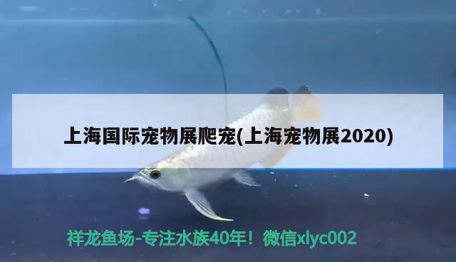 上海国际宠物展爬宠(上海宠物展2020) 2024第28届中国国际宠物水族展览会CIPS（长城宠物展2024 CIPS）