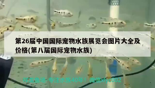 第26届中国国际宠物水族展览会图片大全及价格(第八届国际宠物水族) 水族展会