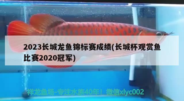 2023长城龙鱼锦标赛成绩(长城杯观赏鱼比赛2020冠军)