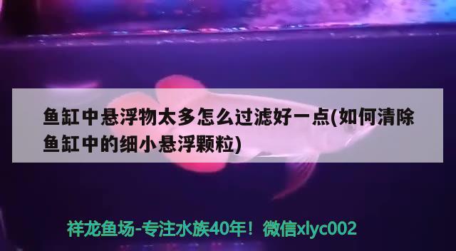 鱼缸中悬浮物太多怎么过滤好一点(如何清除鱼缸中的细小悬浮颗粒) 大正锦鲤鱼