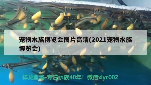 宠物水族博览会图片高清(2021宠物水族博览会) 2024第28届中国国际宠物水族展览会CIPS（长城宠物展2024 CIPS）