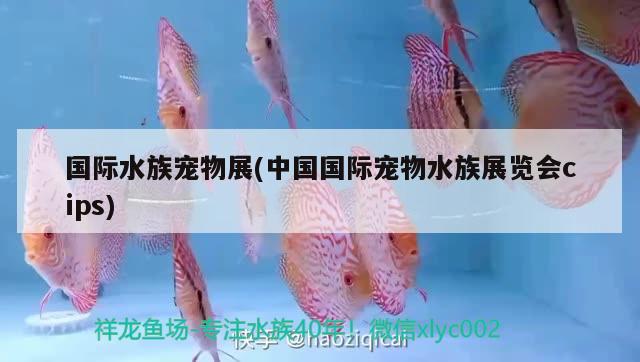 国际水族宠物展(中国国际宠物水族展览会cips)