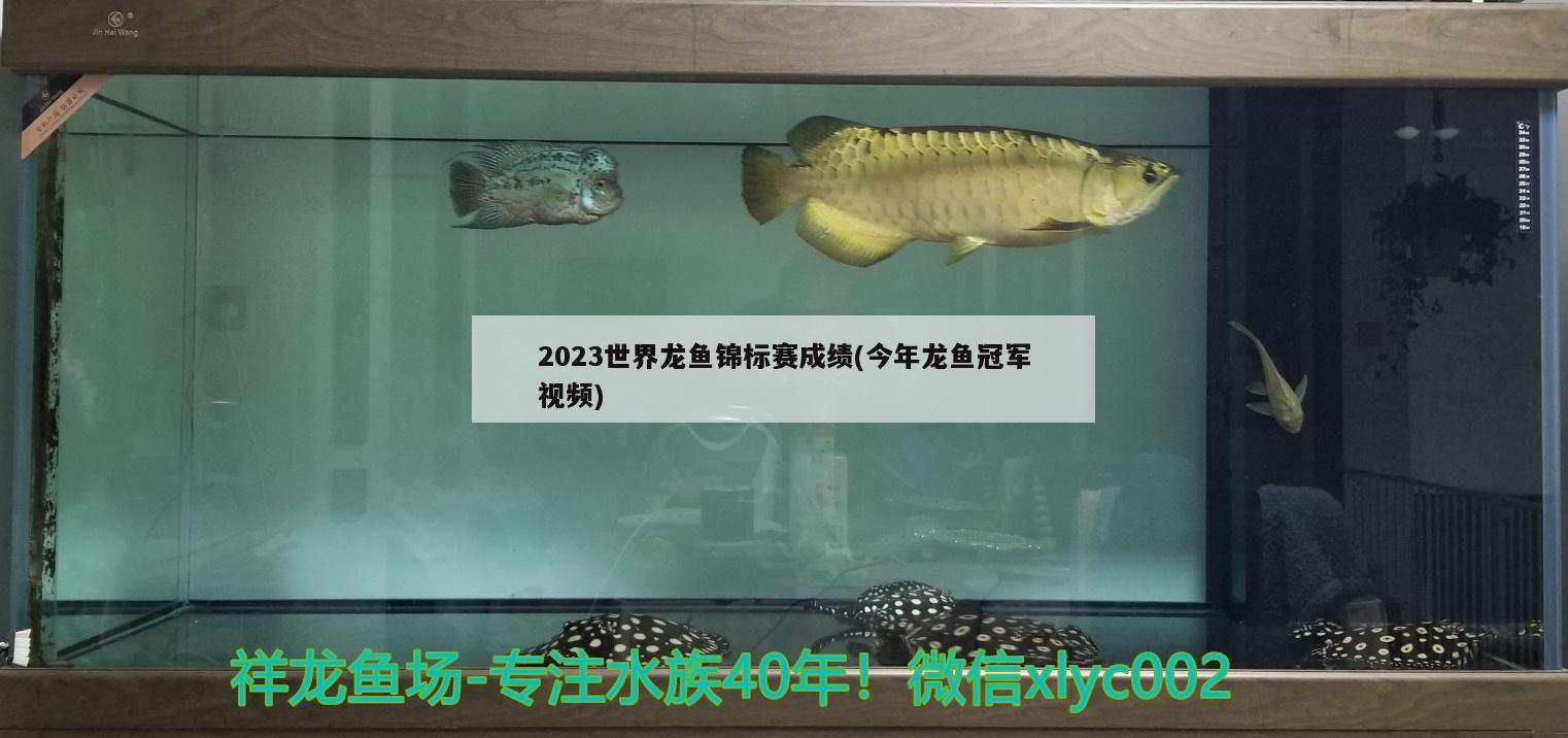 2023世界龙鱼锦标赛成绩(今年龙鱼冠军视频)