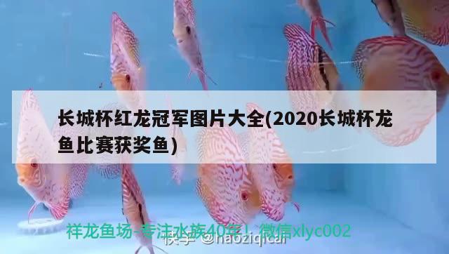 长城杯红龙冠军图片大全(2020长城杯龙鱼比赛获奖鱼)