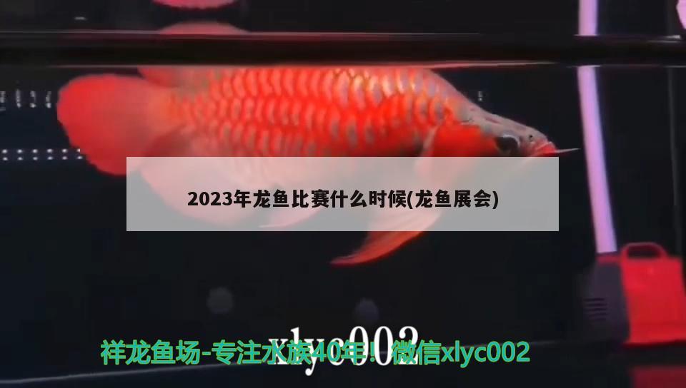 2023年龙鱼比赛什么时候(龙鱼展会) 2024第28届中国国际宠物水族展览会CIPS（长城宠物展2024 CIPS）