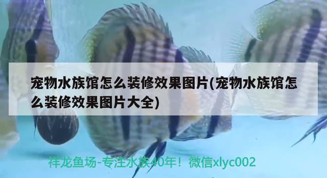 宠物水族馆怎么装修效果图片(宠物水族馆怎么装修效果图片大全) 2024第28届中国国际宠物水族展览会CIPS（长城宠物展2024 CIPS）