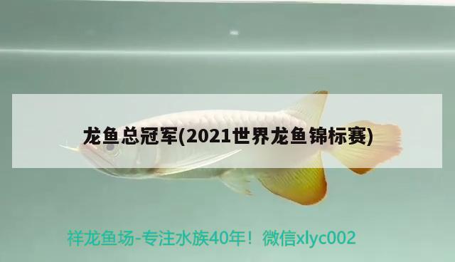 龙鱼总冠军(2021世界龙鱼锦标赛)