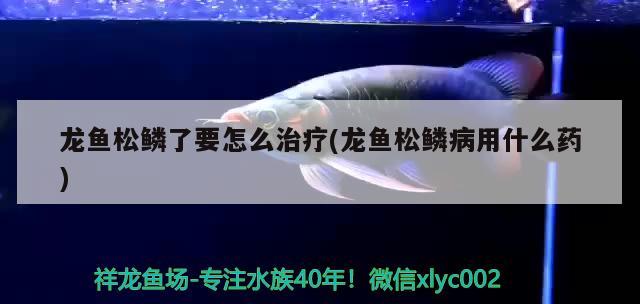 龙鱼松鳞了要怎么治疗(龙鱼松鳞病用什么药) 2024第28届中国国际宠物水族展览会CIPS（长城宠物展2024 CIPS）