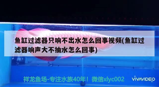 鱼缸过滤器只响不出水怎么回事视频(鱼缸过滤器响声大不抽水怎么回事) 纯血皇冠黑白魟鱼