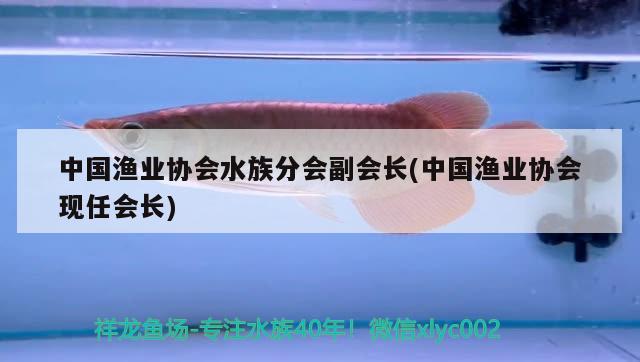 中国渔业协会水族分会副会长(中国渔业协会现任会长) 2024第28届中国国际宠物水族展览会CIPS（长城宠物展2024 CIPS）