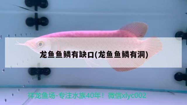 龙鱼鱼鳞有缺口(龙鱼鱼鳞有洞) 2024第28届中国国际宠物水族展览会CIPS（长城宠物展2024 CIPS）