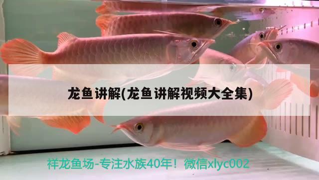 龙鱼讲解(龙鱼讲解视频大全集) 2024第28届中国国际宠物水族展览会CIPS（长城宠物展2024 CIPS） 第3张