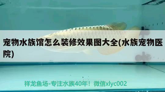 宠物水族馆怎么装修效果图大全(水族宠物医院) 2024第28届中国国际宠物水族展览会CIPS（长城宠物展2024 CIPS）