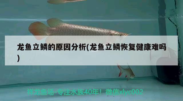 龙鱼立鳞的原因分析(龙鱼立鳞恢复健康难吗) 2024第28届中国国际宠物水族展览会CIPS（长城宠物展2024 CIPS）