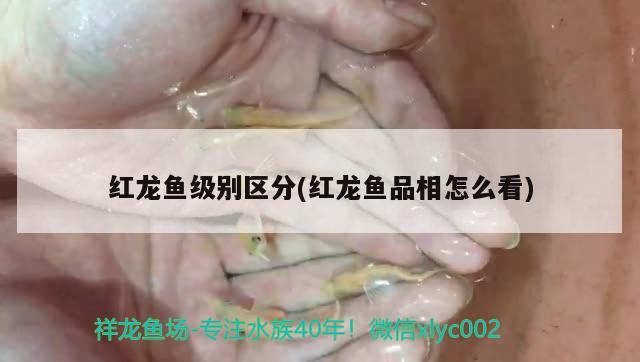 红龙鱼级别区分(红龙鱼品相怎么看)