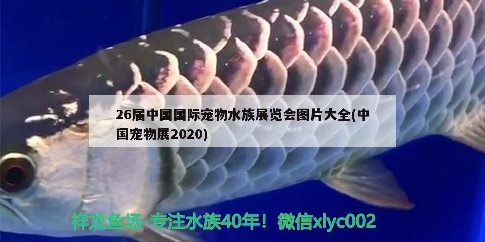 26届中国国际宠物水族展览会图片大全(中国宠物展2020) 水族展会