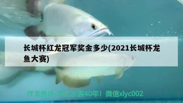 长城杯红龙冠军奖金多少(2021长城杯龙鱼大赛)