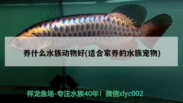 养什么水族动物好(适合家养的水族宠物)