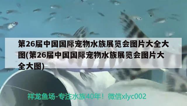 第26届中国国际宠物水族展览会图片大全大图(第26届中国国际宠物水族展览会图片大全大图)