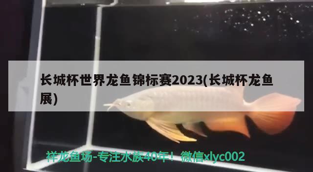 长城杯世界龙鱼锦标赛2023(长城杯龙鱼展)