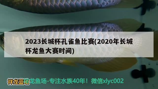 2023长城杯孔雀鱼比赛(2020年长城杯龙鱼大赛时间)