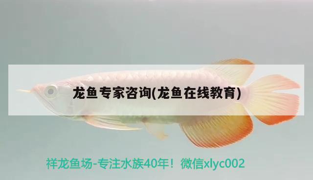 龙鱼专家咨询(龙鱼在线教育) 2024第28届中国国际宠物水族展览会CIPS（长城宠物展2024 CIPS）