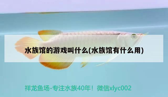 水族馆的游戏叫什么(水族馆有什么用) 2024第28届中国国际宠物水族展览会CIPS（长城宠物展2024 CIPS）