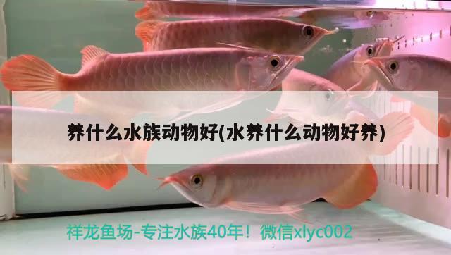 养什么水族动物好(水养什么动物好养) 2024第28届中国国际宠物水族展览会CIPS（长城宠物展2024 CIPS）