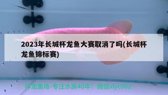 2023年长城杯龙鱼大赛取消了吗(长城杯龙鱼锦标赛) 2024第28届中国国际宠物水族展览会CIPS（长城宠物展2024 CIPS）