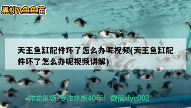 天王鱼缸配件坏了怎么办呢视频(天王鱼缸配件坏了怎么办呢视频讲解)