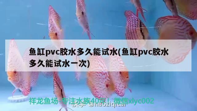 鱼缸pvc胶水多久能试水(鱼缸pvc胶水多久能试水一次) 大正锦鲤鱼