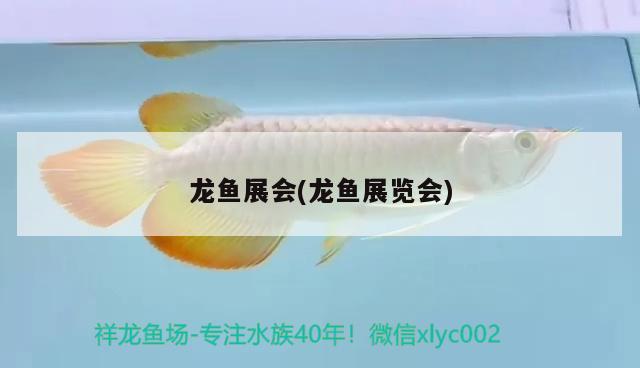 龙鱼展会(龙鱼展览会) 2024第28届中国国际宠物水族展览会CIPS（长城宠物展2024 CIPS） 第2张