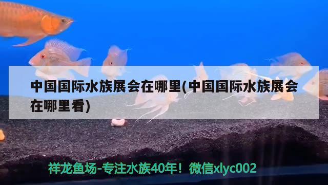 中国国际水族展会在哪里(中国国际水族展会在哪里看)