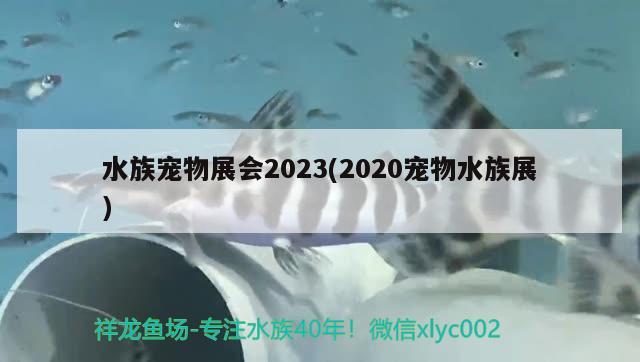 水族宠物展会2023(2020宠物水族展) 水族展会