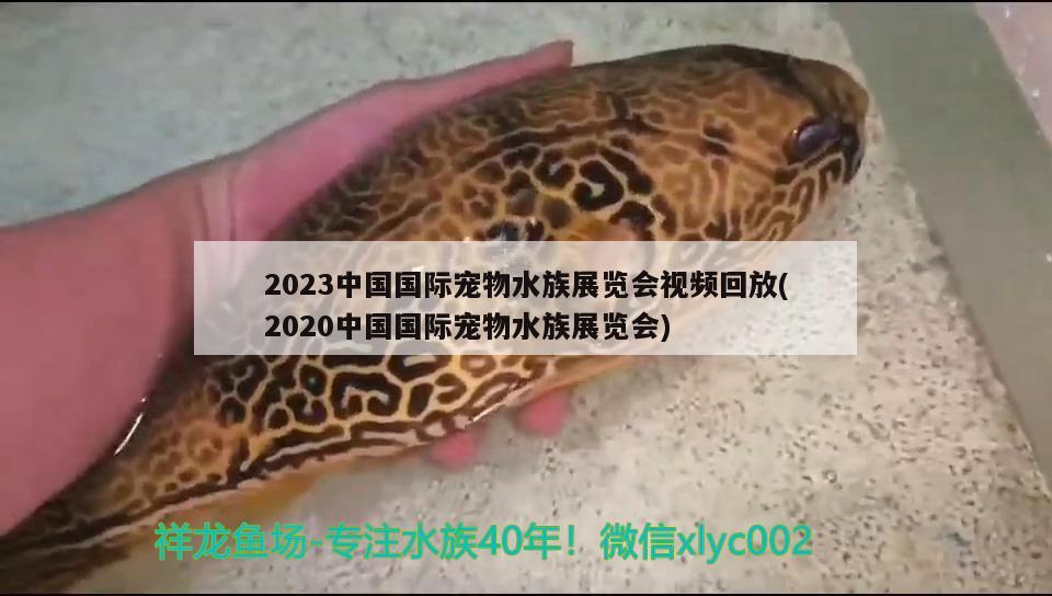 2023中国国际宠物水族展览会视频回放(2020中国国际宠物水族展览会)