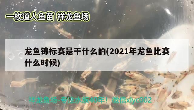 龙鱼锦标赛是干什么的(2021年龙鱼比赛什么时候) 2024第28届中国国际宠物水族展览会CIPS（长城宠物展2024 CIPS） 第2张