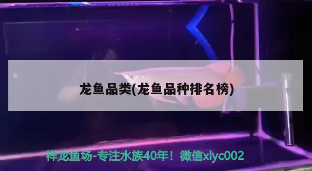 龙鱼品类(龙鱼品种排名榜) 2024第28届中国国际宠物水族展览会CIPS（长城宠物展2024 CIPS）