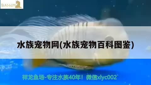 水族宠物网(水族宠物百科图鉴)