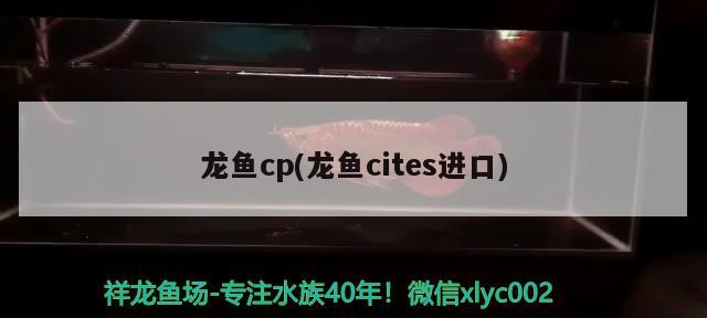 龙鱼cp(龙鱼cites进口) 2024第28届中国国际宠物水族展览会CIPS（长城宠物展2024 CIPS）