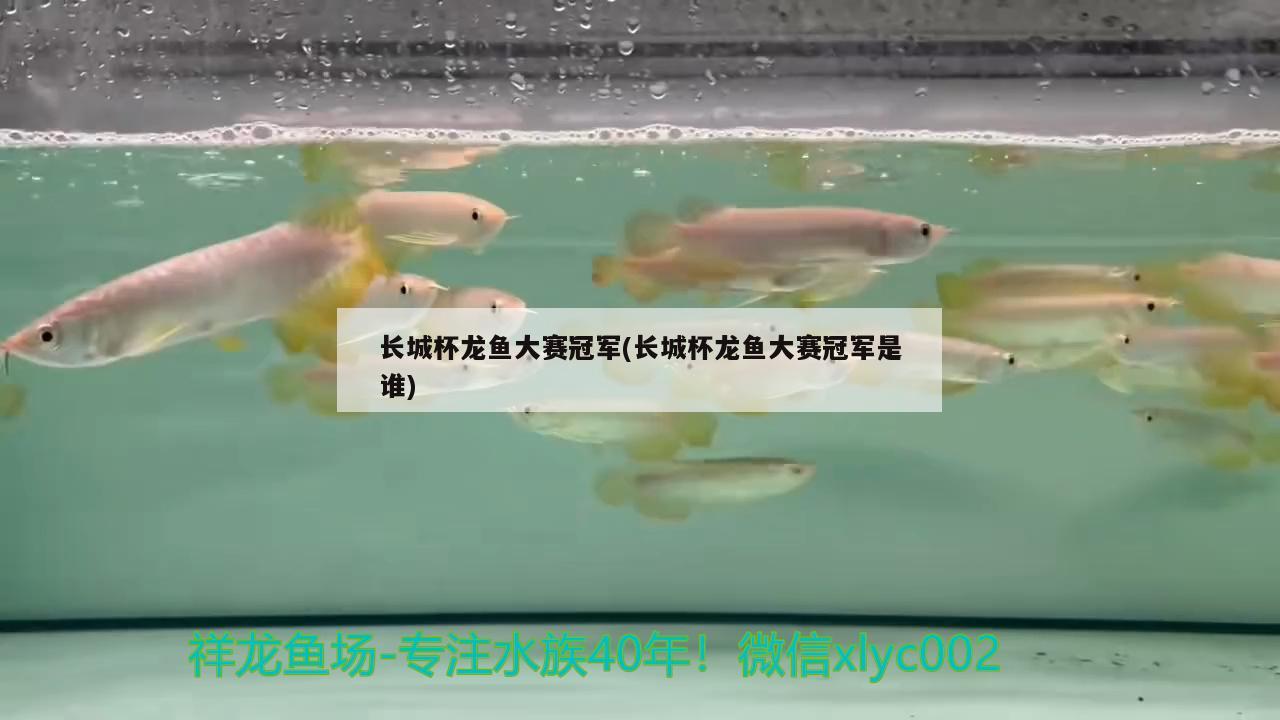 长城杯龙鱼大赛冠军(长城杯龙鱼大赛冠军是谁) 2024第28届中国国际宠物水族展览会CIPS（长城宠物展2024 CIPS）