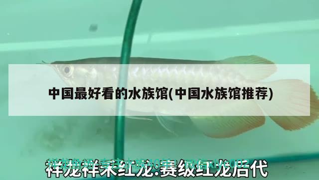 中国最好看的水族馆(中国水族馆推荐) 2024第28届中国国际宠物水族展览会CIPS（长城宠物展2024 CIPS）