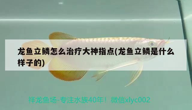 龙鱼立鳞怎么治疗大神指点(龙鱼立鳞是什么样子的) 2024第28届中国国际宠物水族展览会CIPS（长城宠物展2024 CIPS）